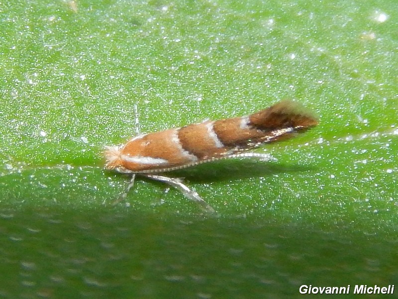 Bel microlepidottero (3-4 mm)